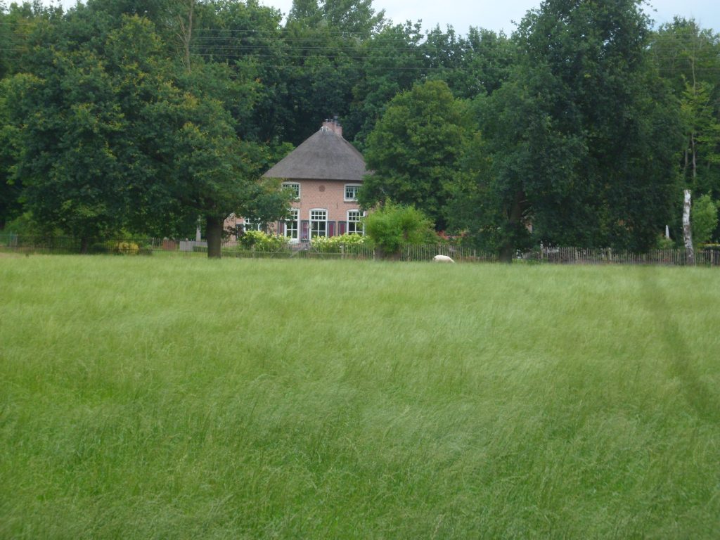 croddendijk-1-a-grondgeese